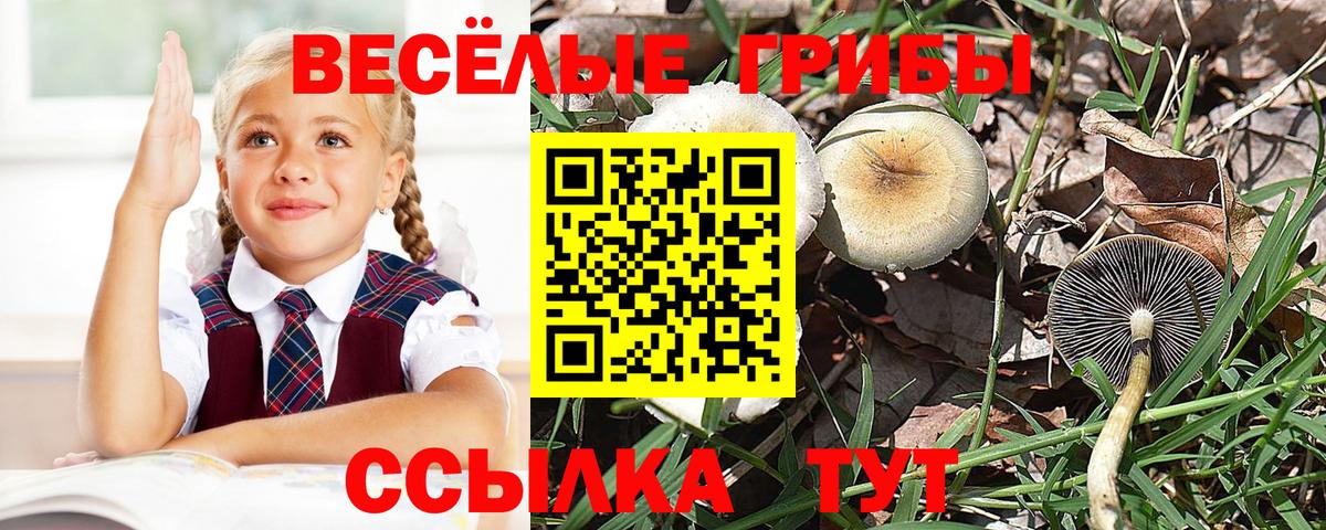 Псилоцибиновые грибы мухоморы Новороссийск